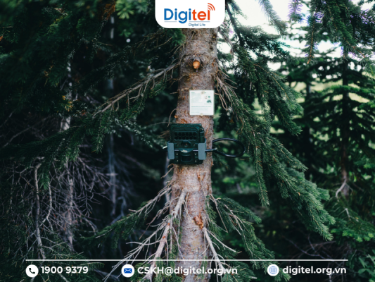 Giải pháp IoT LoRaWAN giúp theo dõi tình trạng hệ sinh thái rừng theo thời gian thực