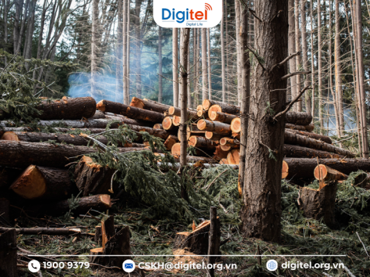 Giải pháp IoT LoRaWAN giúp ngăn chặn xâm nhập và khai thác rừng bất hợp pháp